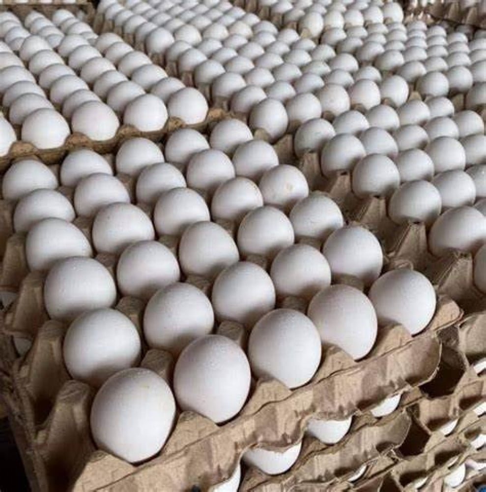 قرار رسمي بتحديد سعر بيع طبق البيض في ساحل حضرموت.. وتوعد بإجراءات ضد المخالفين
